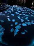 すみだ水族館に投稿された画像（2026/8/15）