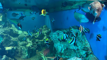 越前松島水族館に投稿された画像（2026/8/15）