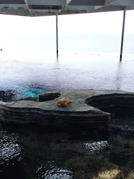上越市立水族博物館 うみがたりに投稿された画像（2026/8/15）