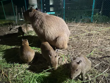 日立市かみね動物園に投稿された画像（2026/8/15）