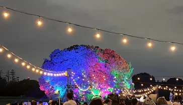 東京 星空と光の夏祭り（開催日：8月8日～16日）に投稿された画像（2026/8/15）