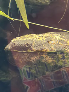 世界淡水魚園水族館　アクア・トトぎふに投稿された画像（2026/8/15）