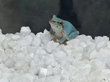 世界淡水魚園水族館　アクア・トトぎふに投稿された画像（2026/8/15）