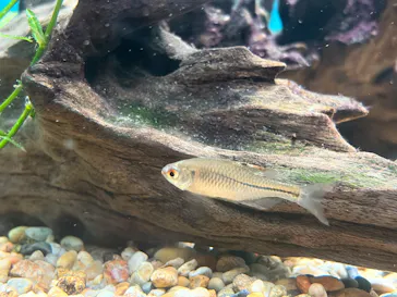 世界淡水魚園水族館　アクア・トトぎふに投稿された画像（2026/8/15）