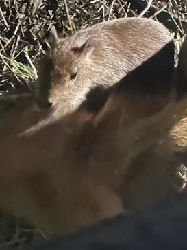 日立市かみね動物園に投稿された画像（2026/8/15）