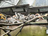 伊豆シャボテン動物公園に投稿された画像（2026/8/15）