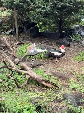 伊豆シャボテン動物公園に投稿された画像（2026/8/15）