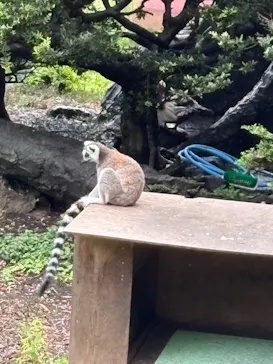 伊豆シャボテン動物公園に投稿された画像（2026/8/15）