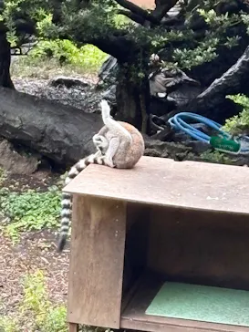 伊豆シャボテン動物公園に投稿された画像（2026/8/15）