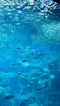 新江ノ島水族館に投稿された画像（2026/8/15）