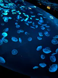 すみだ水族館に投稿された画像（2026/8/16）