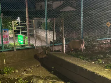 日立市かみね動物園に投稿された画像（2026/8/15）