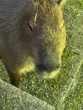 日立市かみね動物園に投稿された画像（2026/8/15）