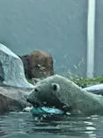 天王寺動物園に投稿された画像（2026/8/16）