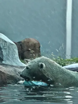 天王寺動物園に投稿された画像（2026/8/15）