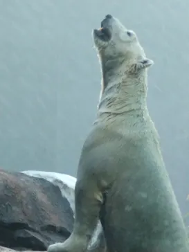 天王寺動物園に投稿された画像（2026/8/15）