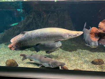 世界淡水魚園水族館　アクア・トトぎふに投稿された画像（2026/8/15）
