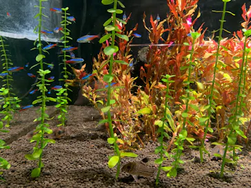 世界淡水魚園水族館　アクア・トトぎふに投稿された画像（2026/8/15）