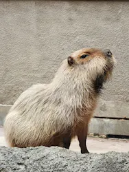 栃木県なかがわ水遊園に投稿された画像（2026/8/15）