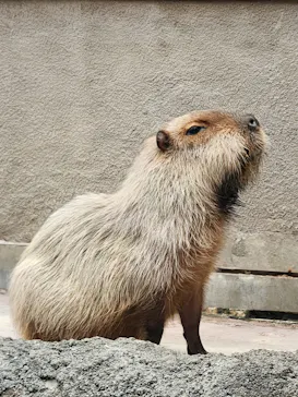 栃木県なかがわ水遊園に投稿された画像（2026/8/15）