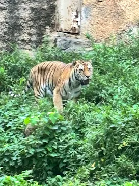 多摩動物公園に投稿された画像（2026/8/15）