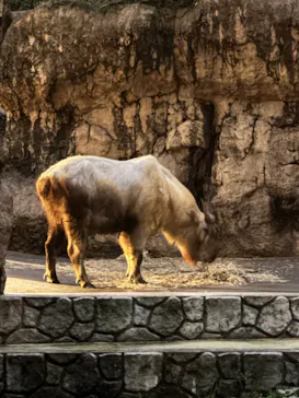 多摩動物公園に投稿された画像（2026/8/15）