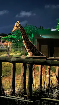 沖縄こどもの国に投稿された画像（2026/8/15）