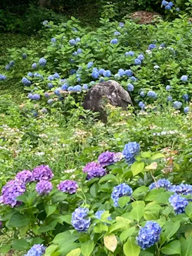 元離宮二条城に投稿された画像（2026/8/15）