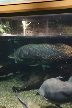世界淡水魚園水族館　アクア・トトぎふに投稿された画像（2026/8/15）