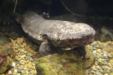 世界淡水魚園水族館　アクア・トトぎふに投稿された画像（2026/8/15）
