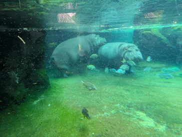 天王寺動物園に投稿された画像（2026/8/15）