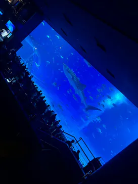 沖縄美ら海水族館に投稿された画像（2026/8/15）