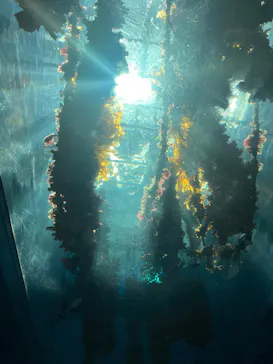 仙台うみの杜水族館に投稿された画像（2026/8/15）