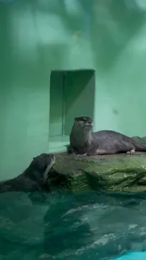 しながわ水族館に投稿された画像（2026/8/16）