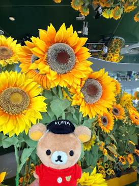 サンシャイン60展望台に投稿された画像（2026/8/16）
