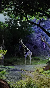 天王寺動物園に投稿された画像（2026/8/16）