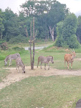 天王寺動物園に投稿された画像（2026/8/16）