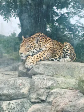 天王寺動物園に投稿された画像（2026/8/16）