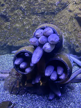 仙台うみの杜水族館に投稿された画像（2026/8/16）