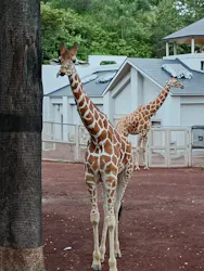 多摩動物公園に投稿された画像（2026/8/16）
