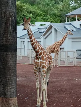 多摩動物公園に投稿された画像（2026/8/16）
