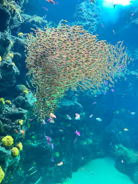 環境水族館アクアマリンふくしまに投稿された画像（2026/8/16）