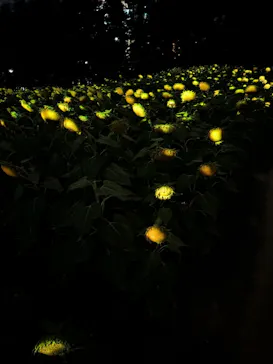 チームラボ ボタニカルガーデン 大阪に投稿された画像（2026/8/16）