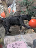 天王寺動物園に投稿された画像（2026/8/16）