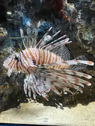 シン・マリホ水族館に投稿された画像（2026/8/16）