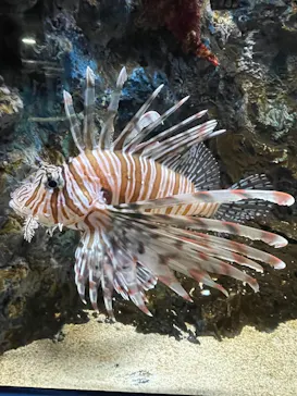 シン・マリホ水族館に投稿された画像（2026/8/16）