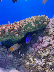 シン・マリホ水族館に投稿された画像（2026/8/16）