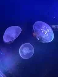 シン・マリホ水族館に投稿された画像（2026/8/16）