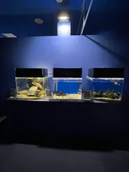 シン・マリホ水族館に投稿された画像（2026/8/16）