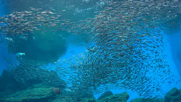 仙台うみの杜水族館に投稿された画像（2026/8/16）